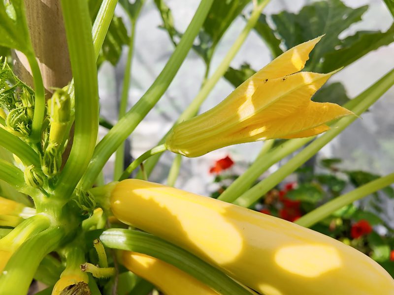 male squash flower
