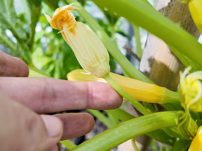 male squash flower