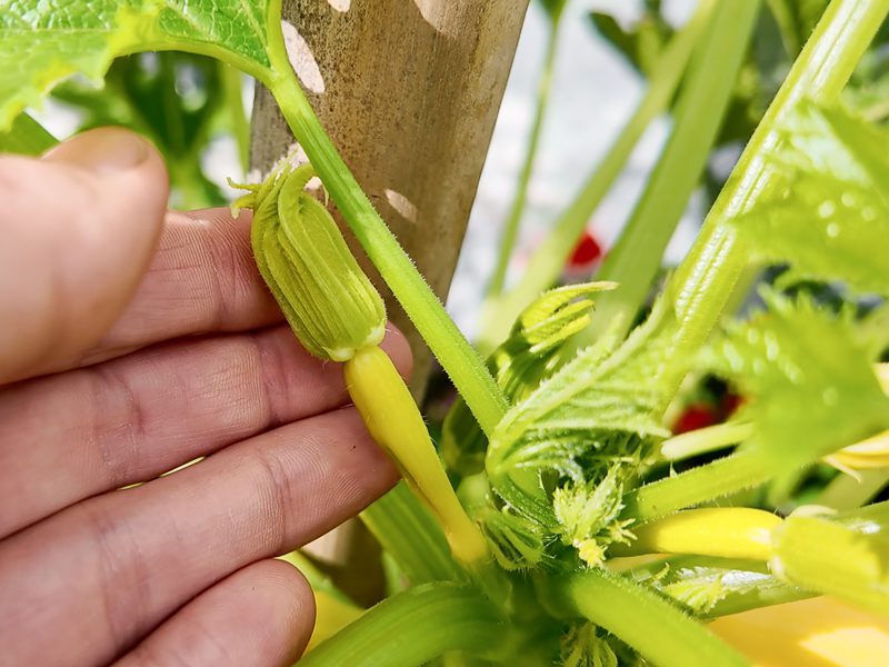 female squash flower