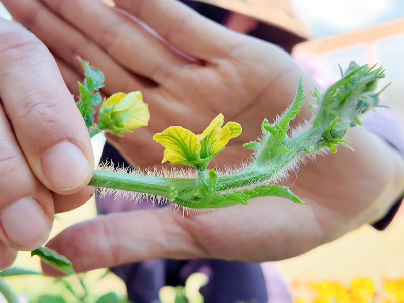 Male watermelon flower
