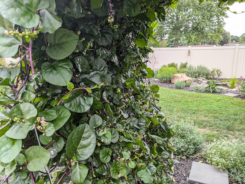 malabar spinach growing up a trellis