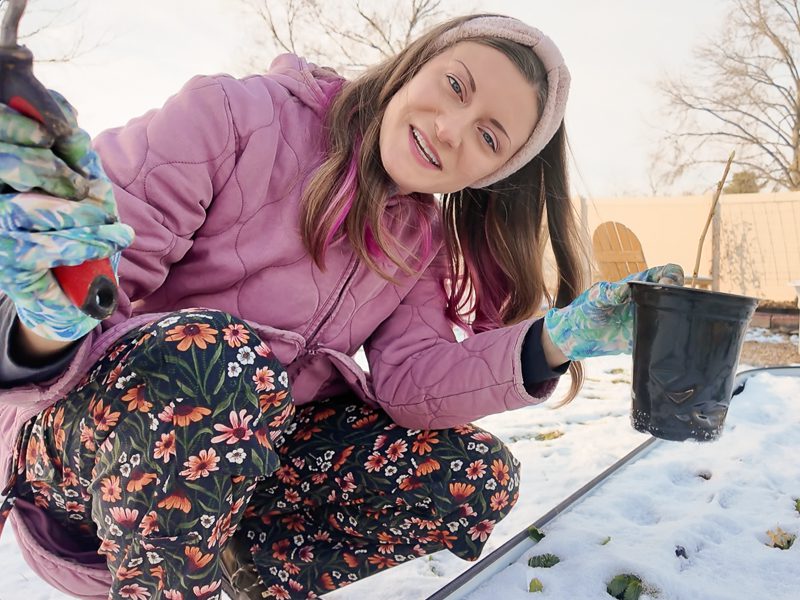 woman burying a currant cutting
