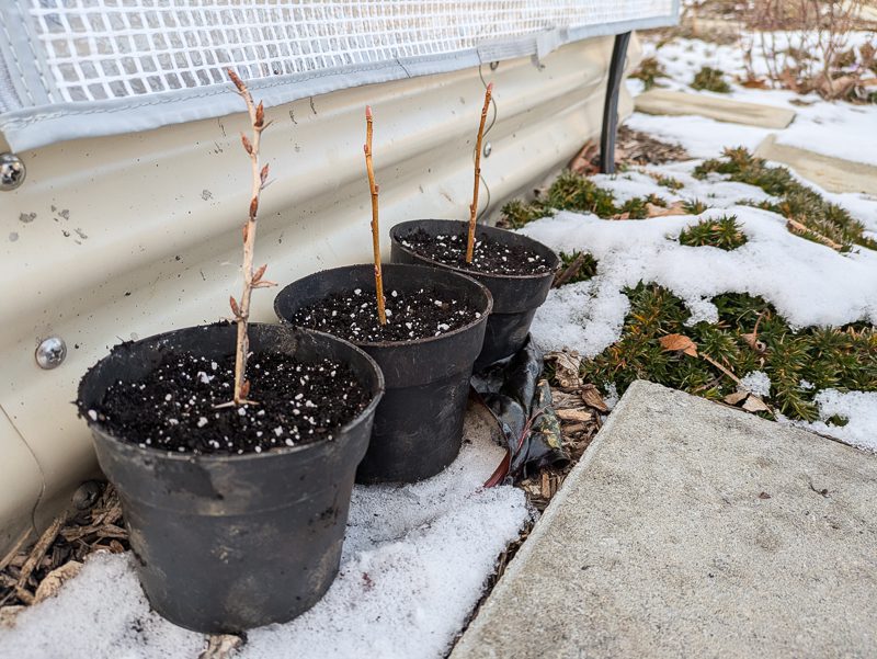 currant propagations lined up