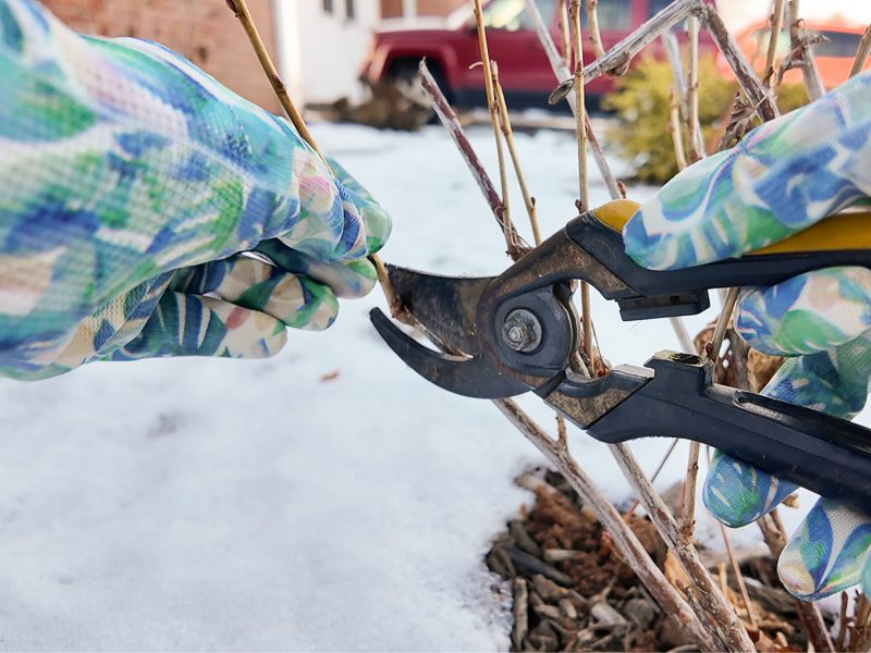 taking a cutting on a currant plant