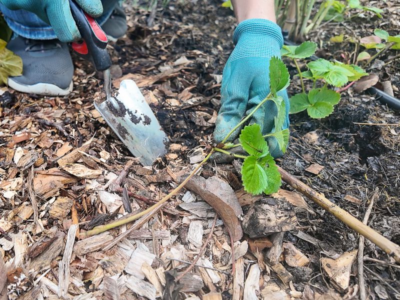 digging up a strawberry plant