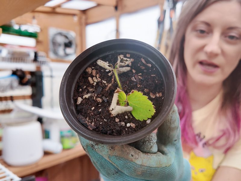 propagated strawberry plant