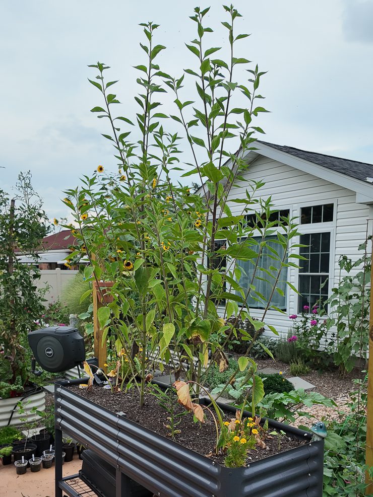 sunchokes growing in an elevated bed