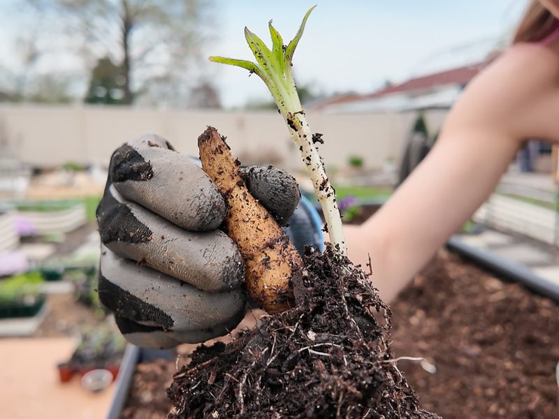 sunchoke sprouting