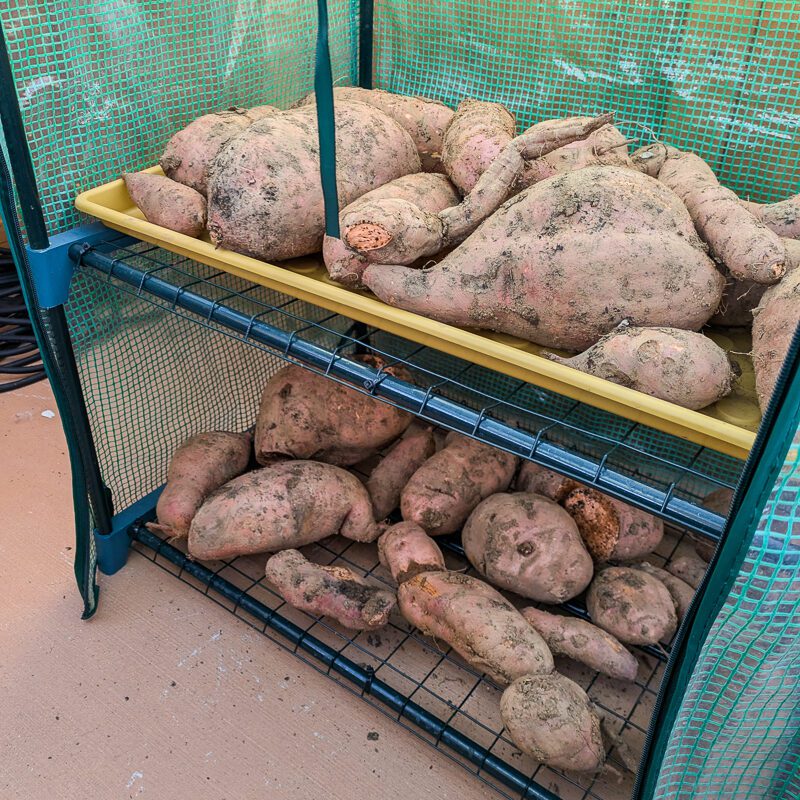 sweet potatoes curing
